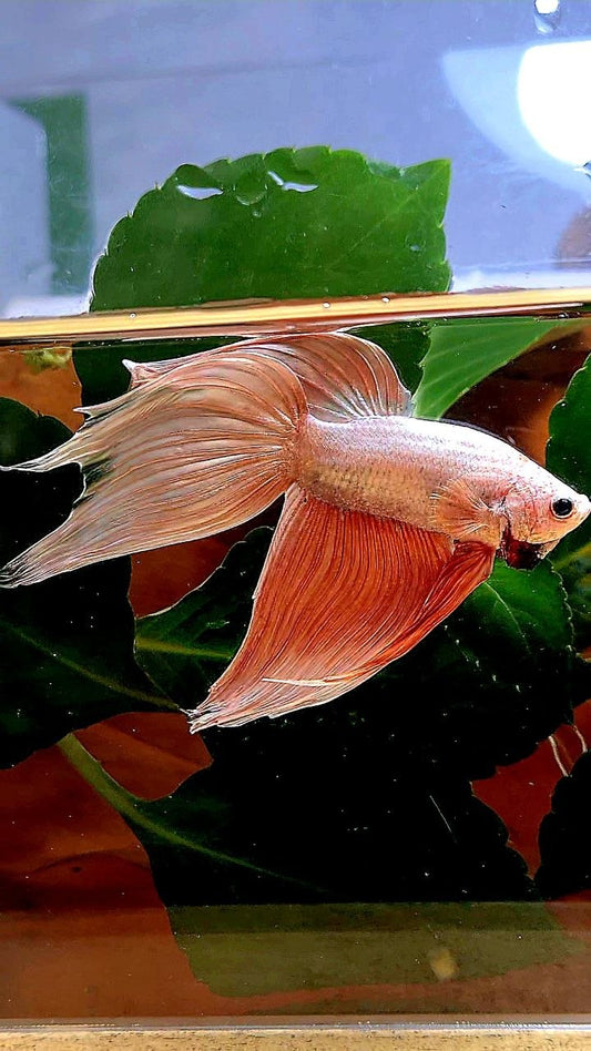 VEILTAIL ROSEGOLD BETTA FISH