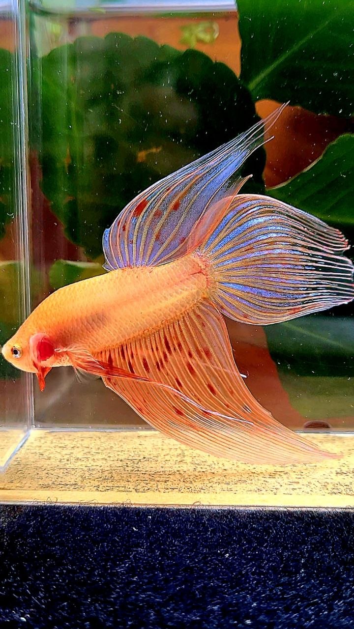 VEILTAIL ARMAGEDDON BETTA FISH