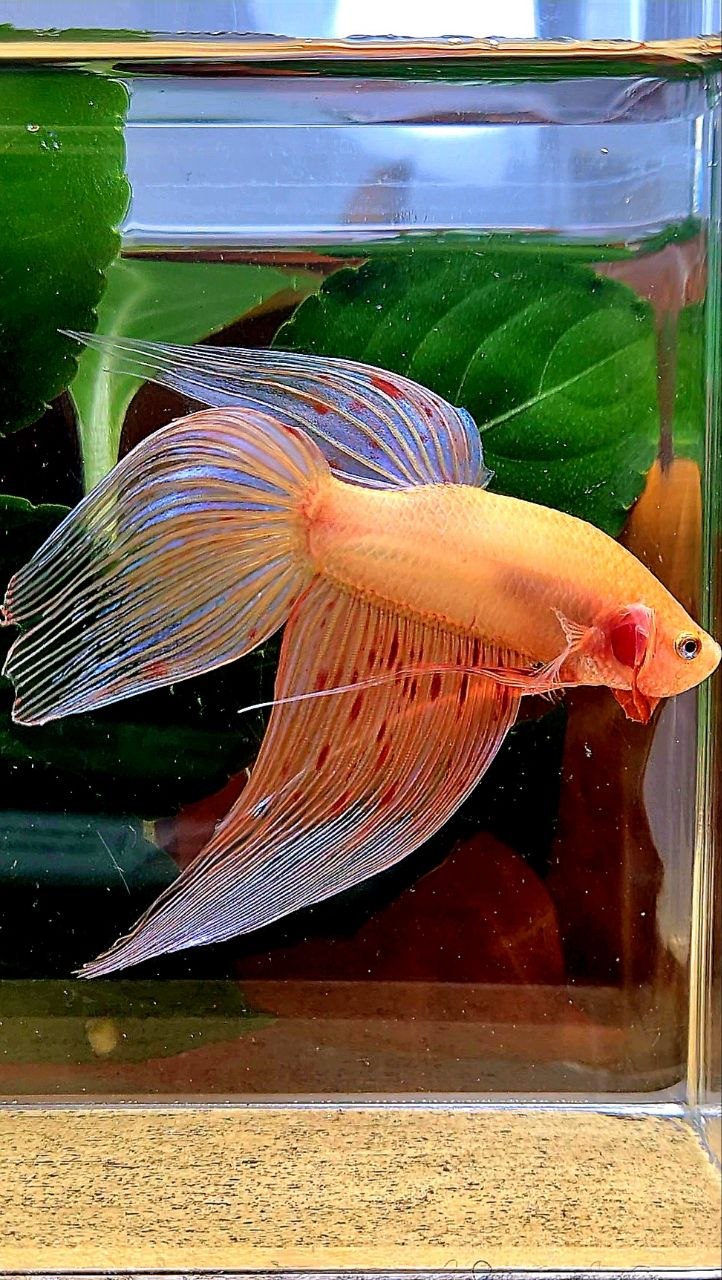 VEILTAIL ARMAGEDDON BETTA FISH