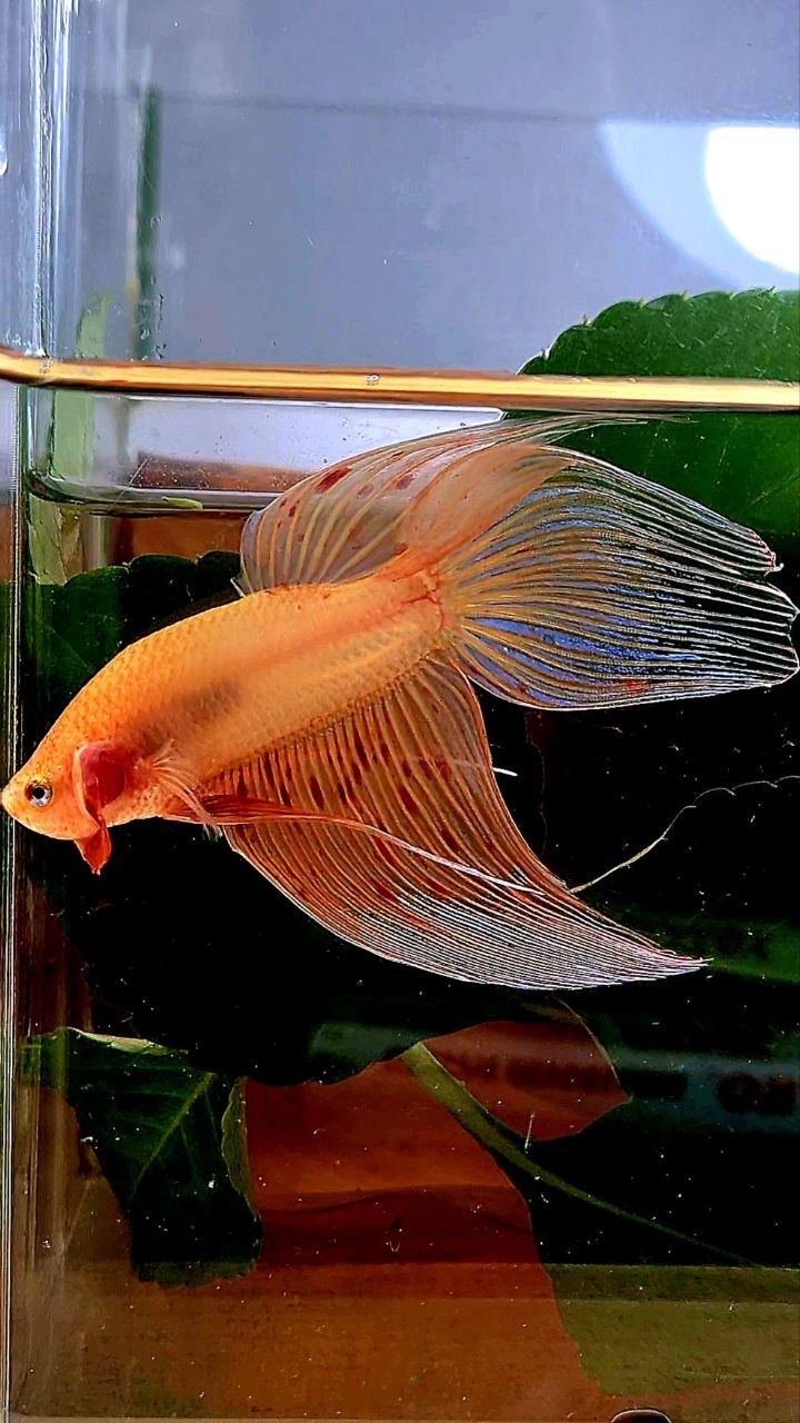 VEILTAIL ARMAGEDDON BETTA FISH