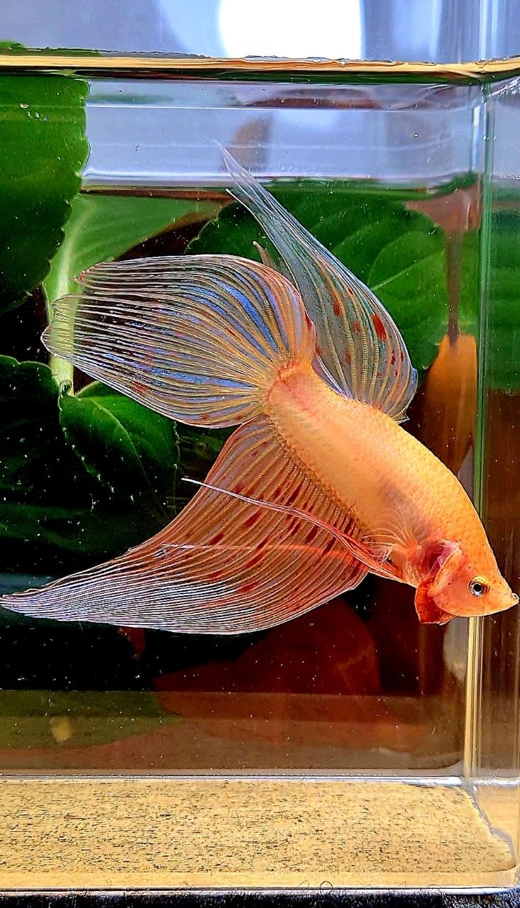 VEILTAIL ARMAGEDDON BETTA FISH