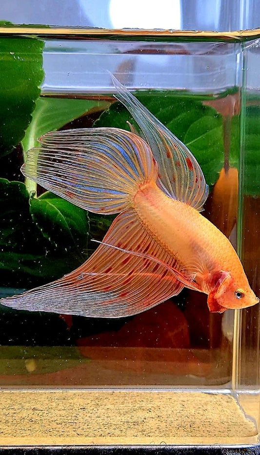 VEILTAIL ARMAGEDDON BETTA FISH