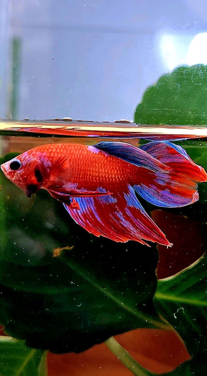 VEILTAIL RED GALAXY INUYASHA BETTA FISH
