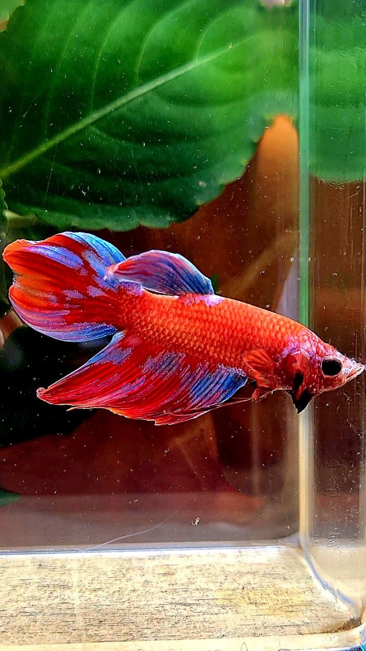 VEILTAIL RED GALAXY INUYASHA BETTA FISH