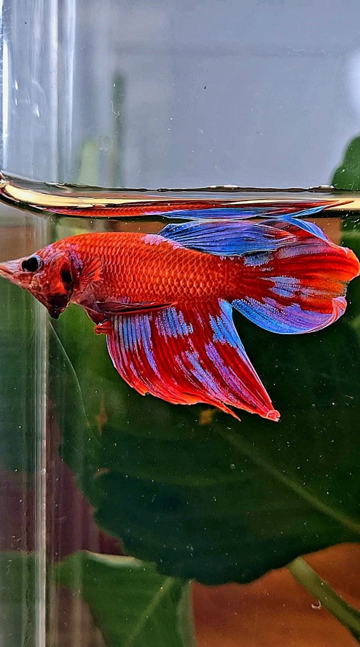 VEILTAIL RED GALAXY INUYASHA BETTA FISH