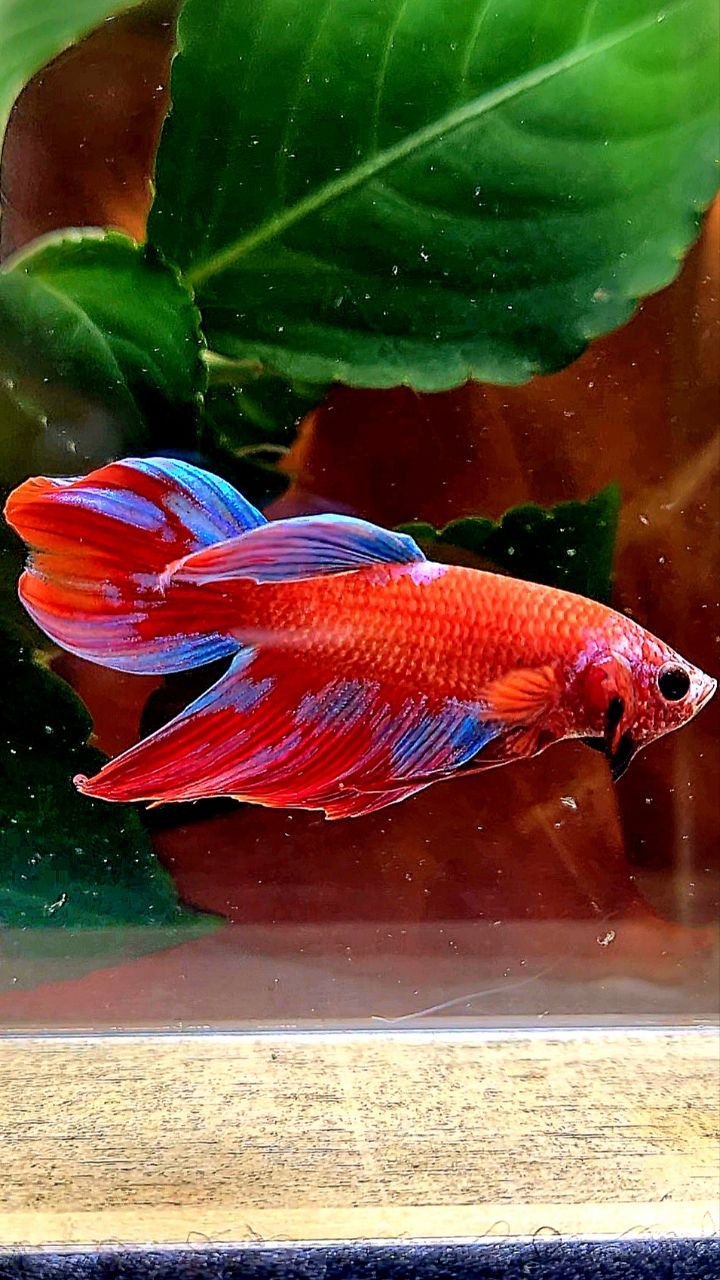 VEILTAIL RED GALAXY INUYASHA BETTA FISH