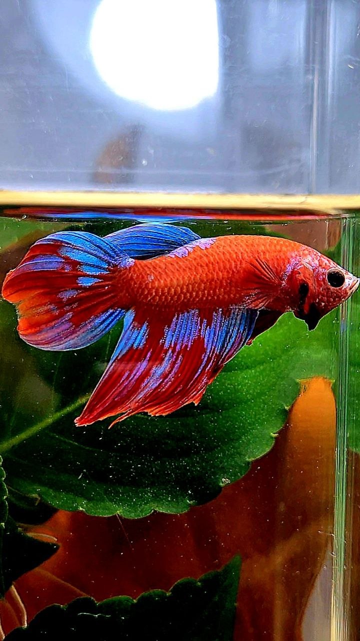 VEILTAIL RED GALAXY INUYASHA BETTA FISH