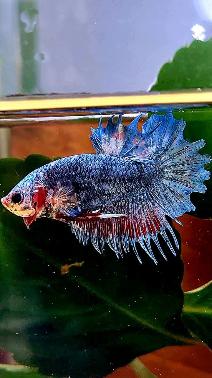 CROWNTAIL PLAKAT BLUE GRAY BETTA FISH