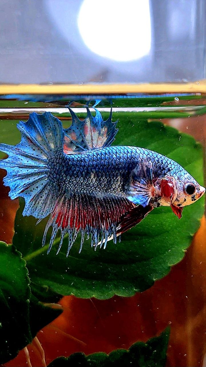 CROWNTAIL PLAKAT BLUE GRAY BETTA FISH