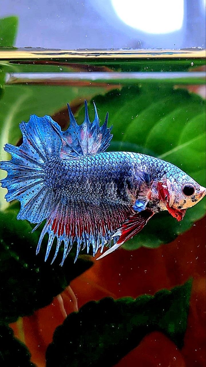 CROWNTAIL PLAKAT BLUE GRAY BETTA FISH