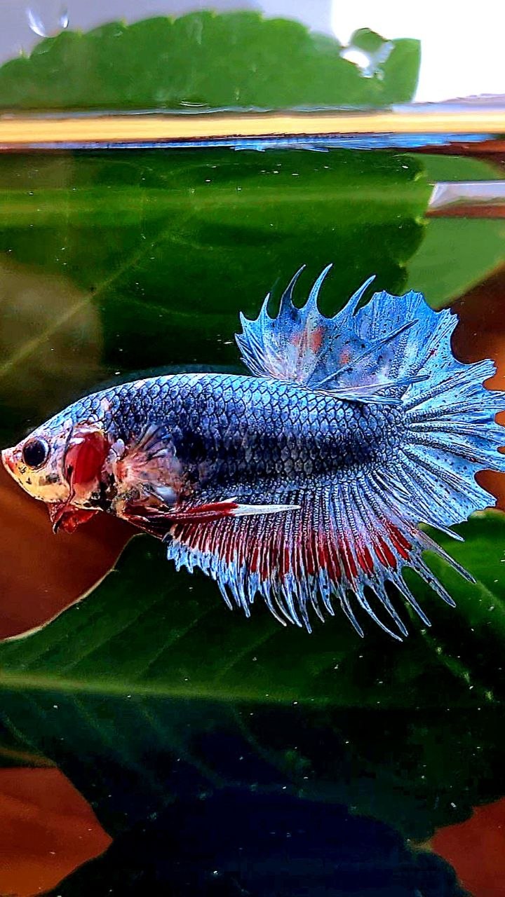 CROWNTAIL PLAKAT BLUE GRAY BETTA FISH