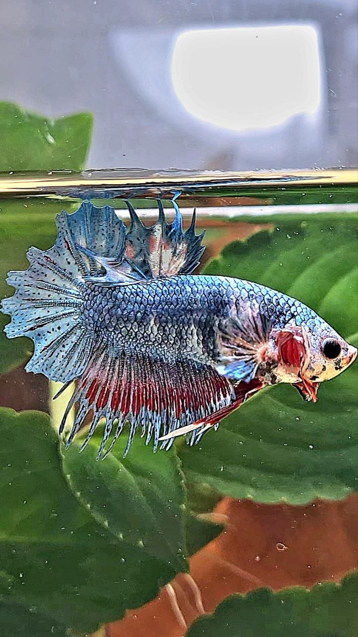 CROWNTAIL PLAKAT BLUE GRAY BETTA FISH