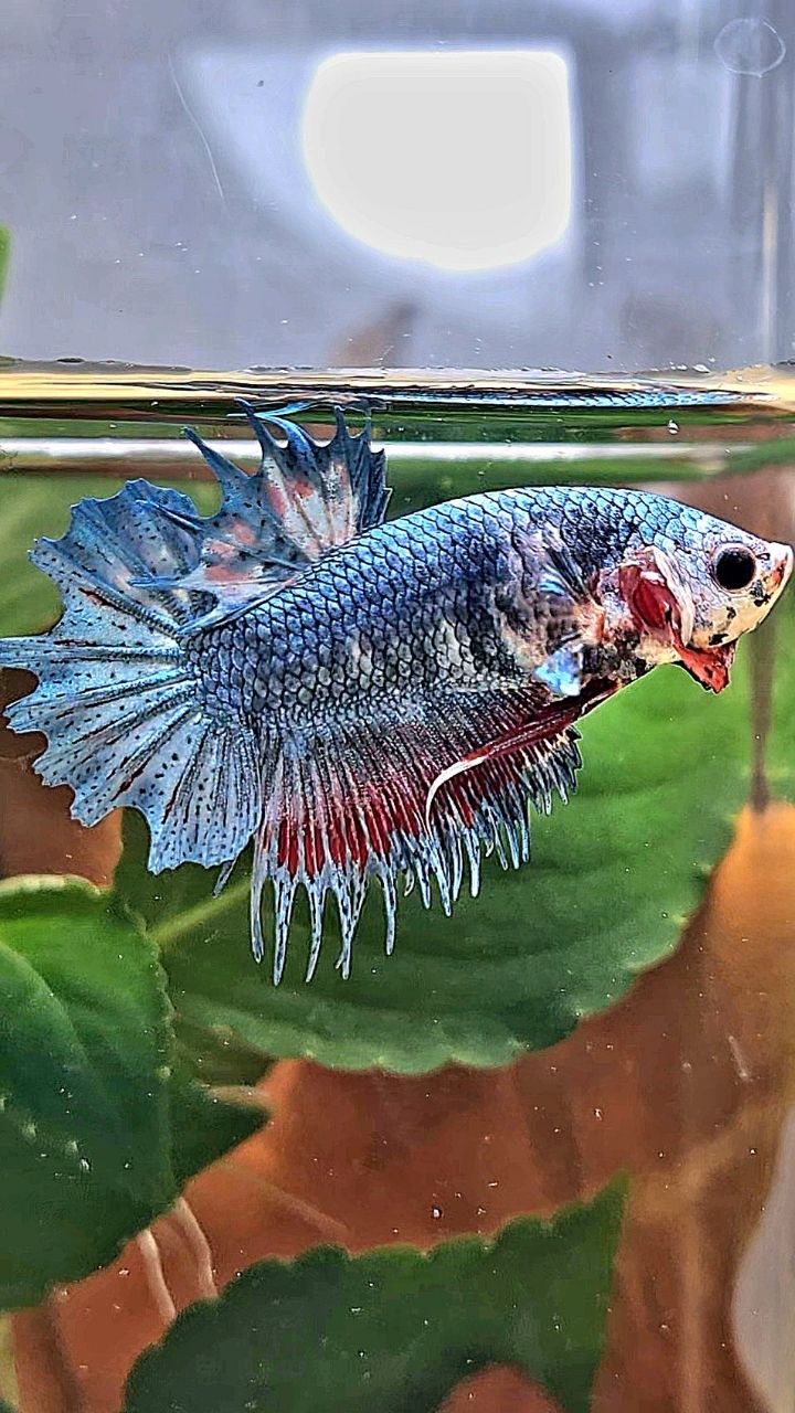 CROWNTAIL PLAKAT BLUE GRAY BETTA FISH