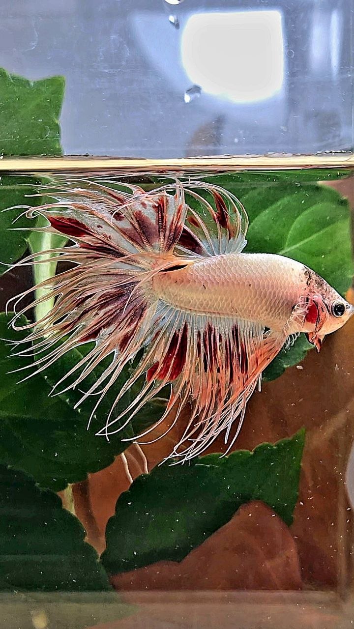 CROWNTAIL ARMAGEDDON BETTA FISH