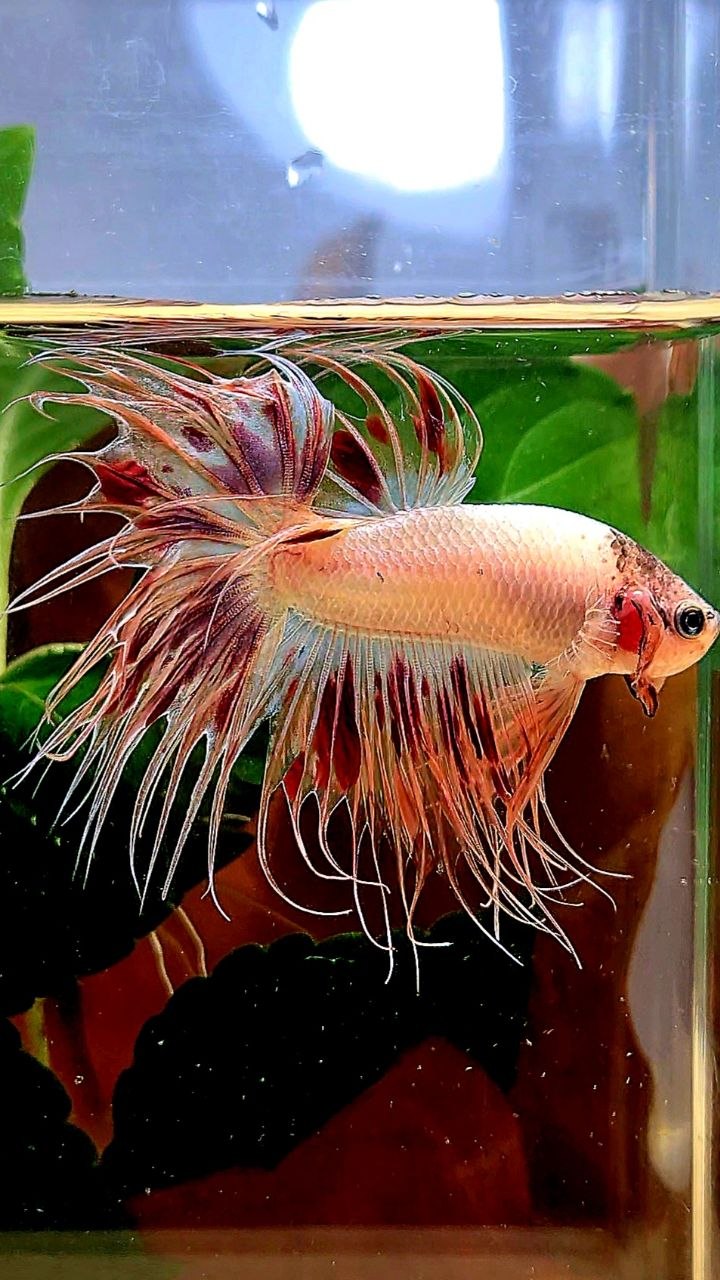 CROWNTAIL ARMAGEDDON BETTA FISH