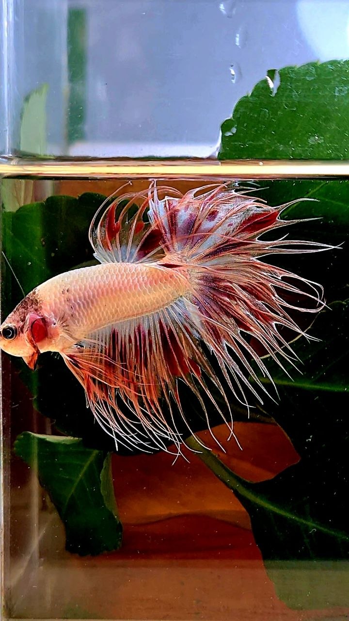 CROWNTAIL ARMAGEDDON BETTA FISH