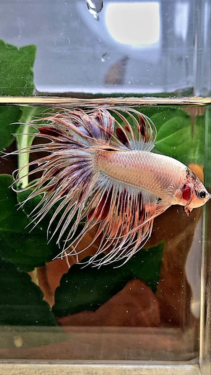 CROWNTAIL ARMAGEDDON BETTA FISH