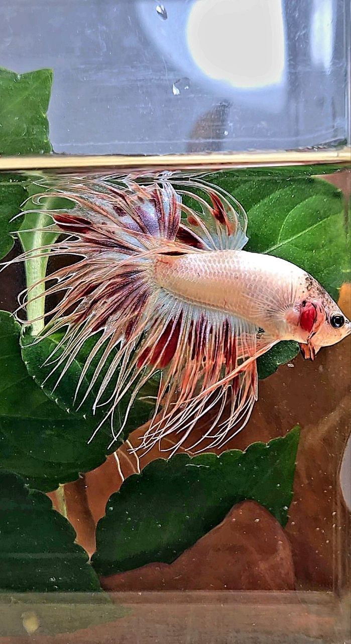 CROWNTAIL ARMAGEDDON BETTA FISH