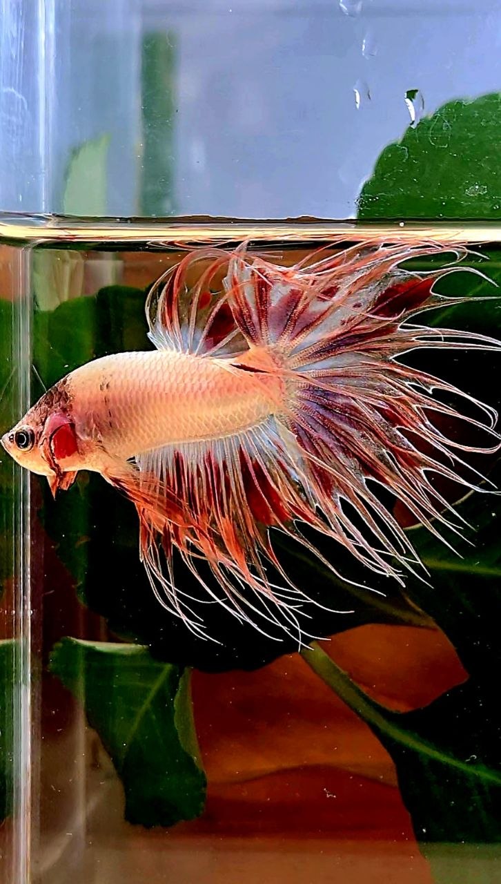 CROWNTAIL ARMAGEDDON BETTA FISH