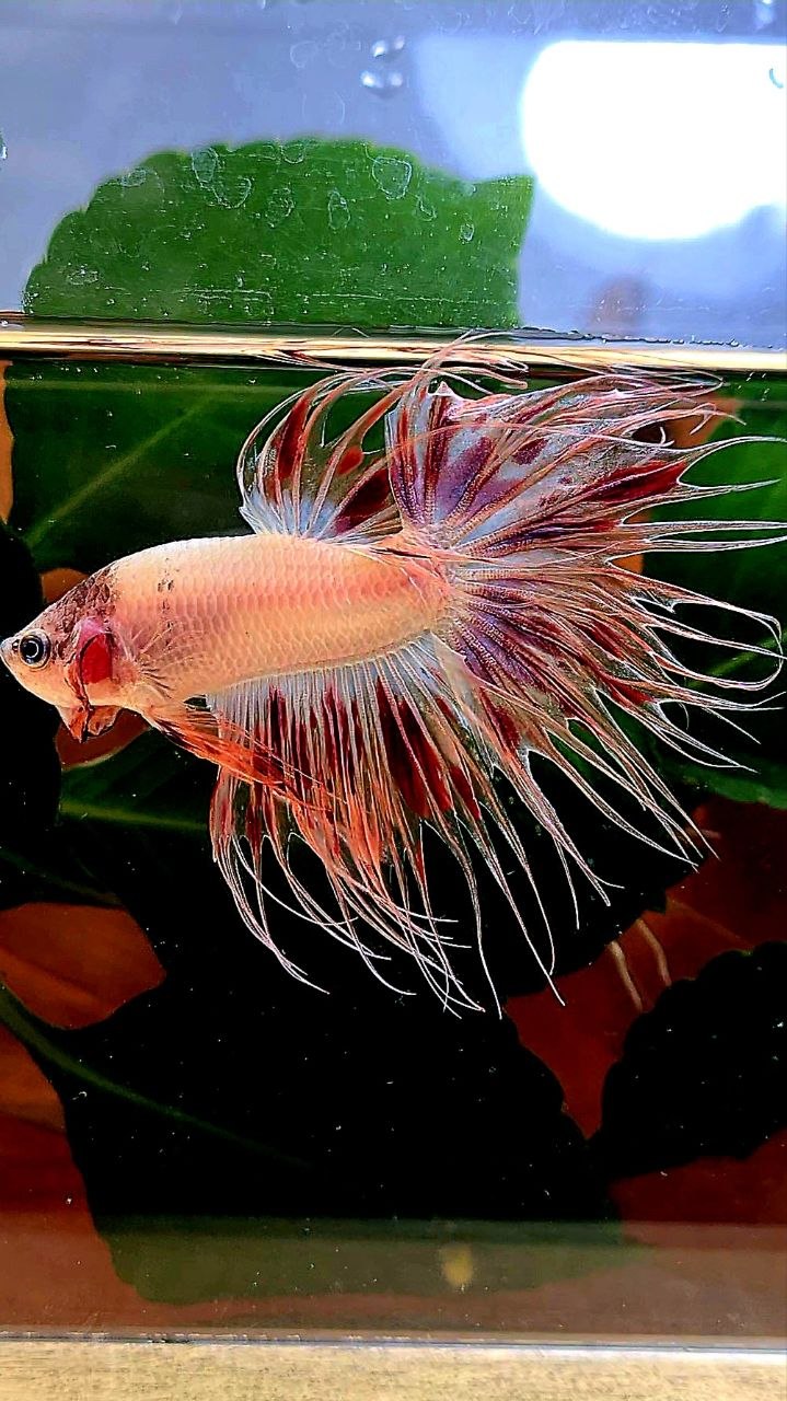 CROWNTAIL ARMAGEDDON BETTA FISH