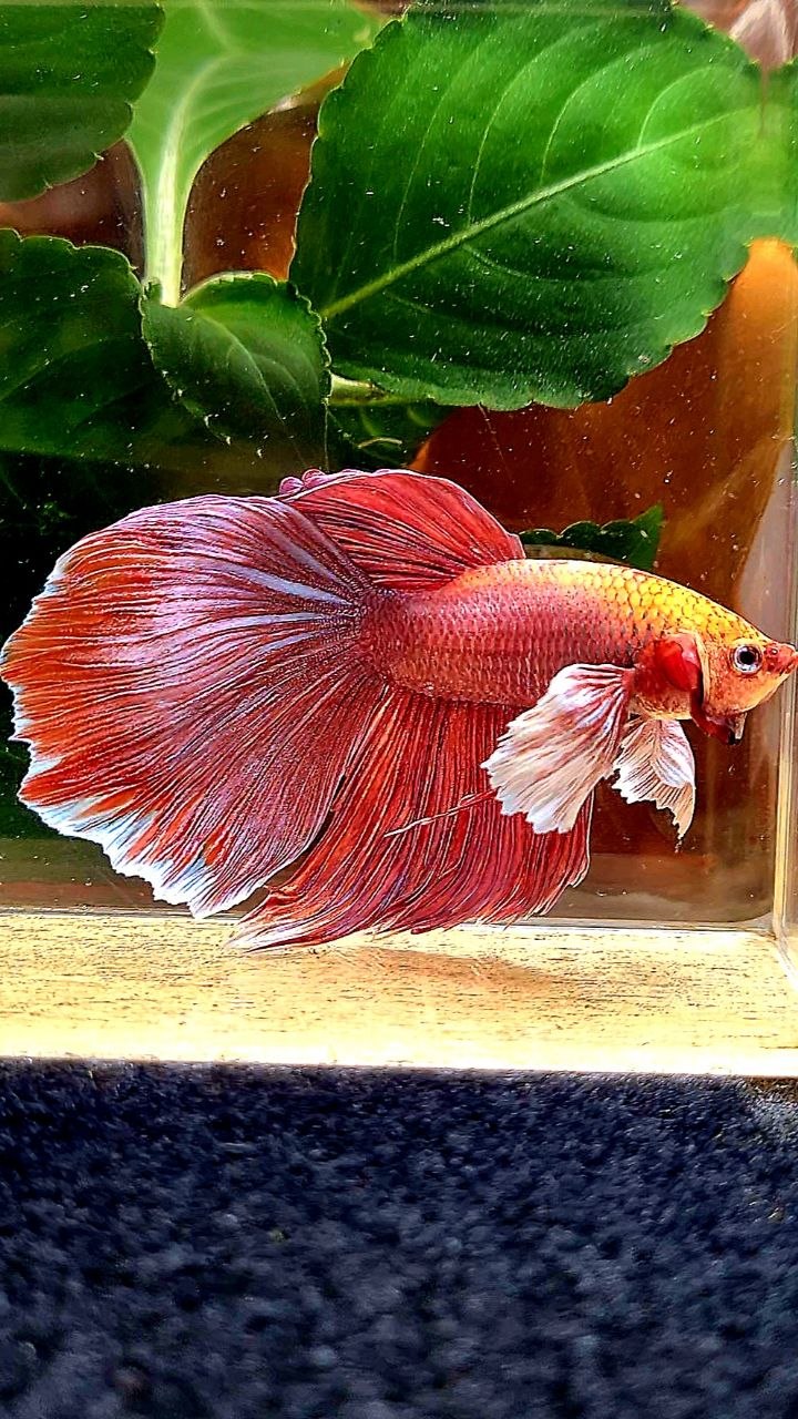 HALFMOON DUMBO EAR ROSEGOLD BETTA FISH