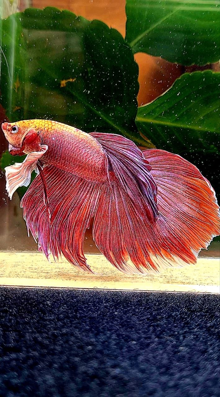 HALFMOON DUMBO EAR ROSEGOLD BETTA FISH