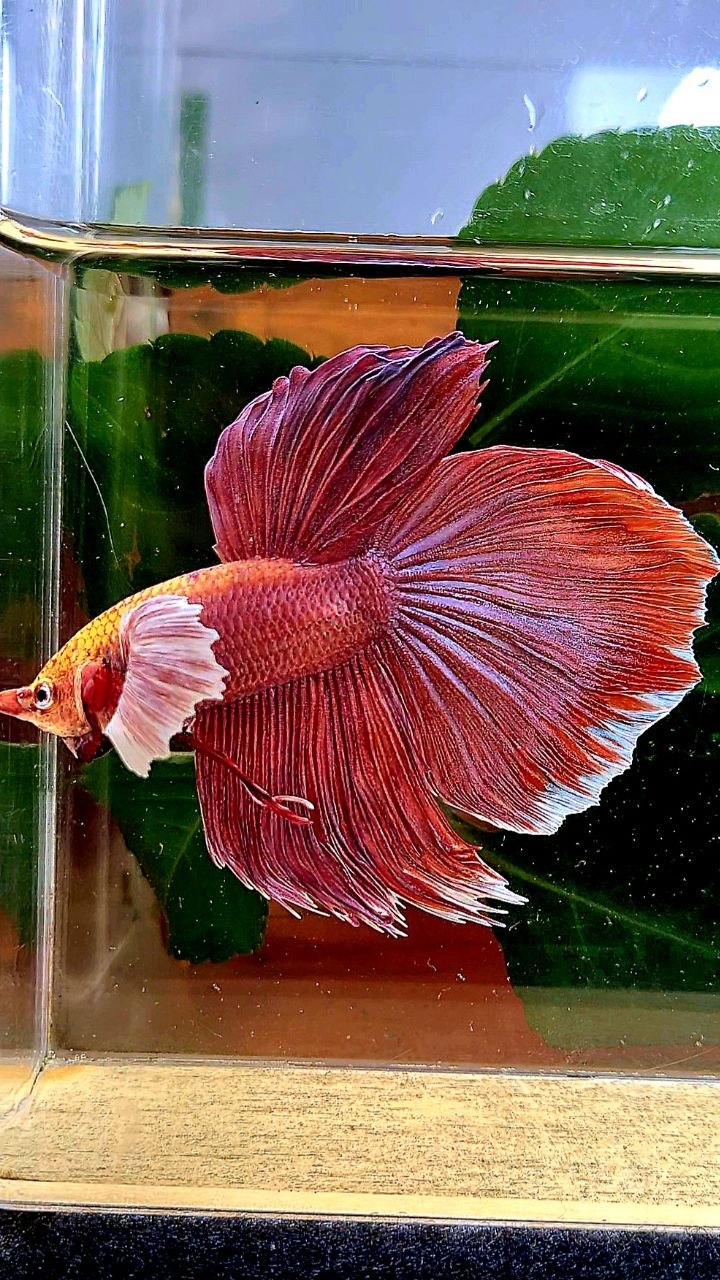 HALFMOON DUMBO EAR ROSEGOLD BETTA FISH