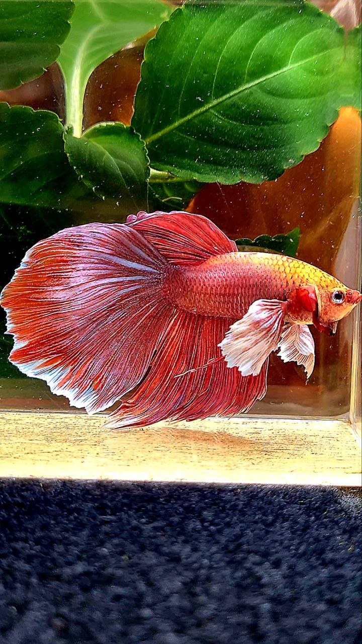 HALFMOON DUMBO EAR ROSEGOLD BETTA FISH
