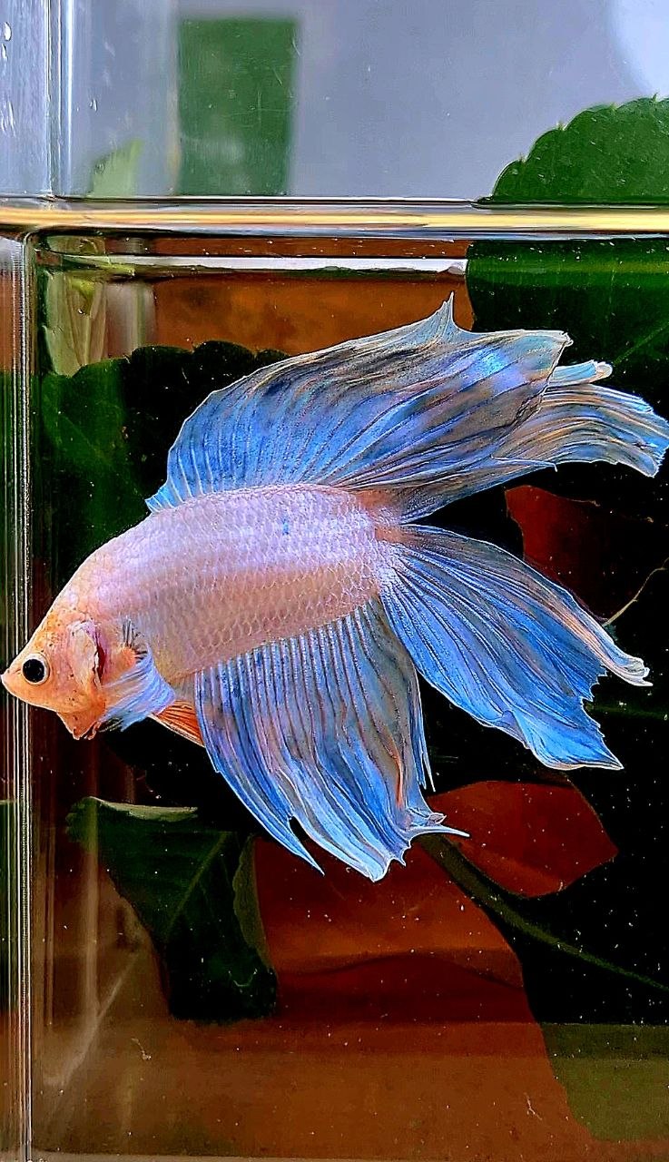 VEILTAIL DOUBLE TAIL BLUE GRIZZLE BETTA FISH