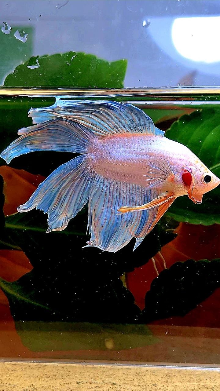 VEILTAIL DOUBLE TAIL BLUE GRIZZLE BETTA FISH