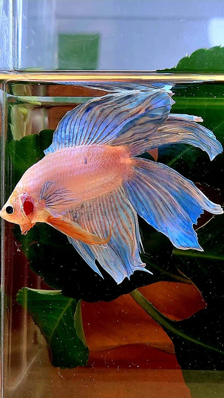 VEILTAIL DOUBLE TAIL BLUE GRIZZLE BETTA FISH