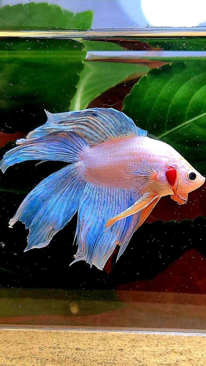 VEILTAIL DOUBLE TAIL BLUE GRIZZLE BETTA FISH