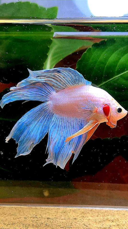 VEILTAIL DOUBLE TAIL BLUE GRIZZLE BETTA FISH