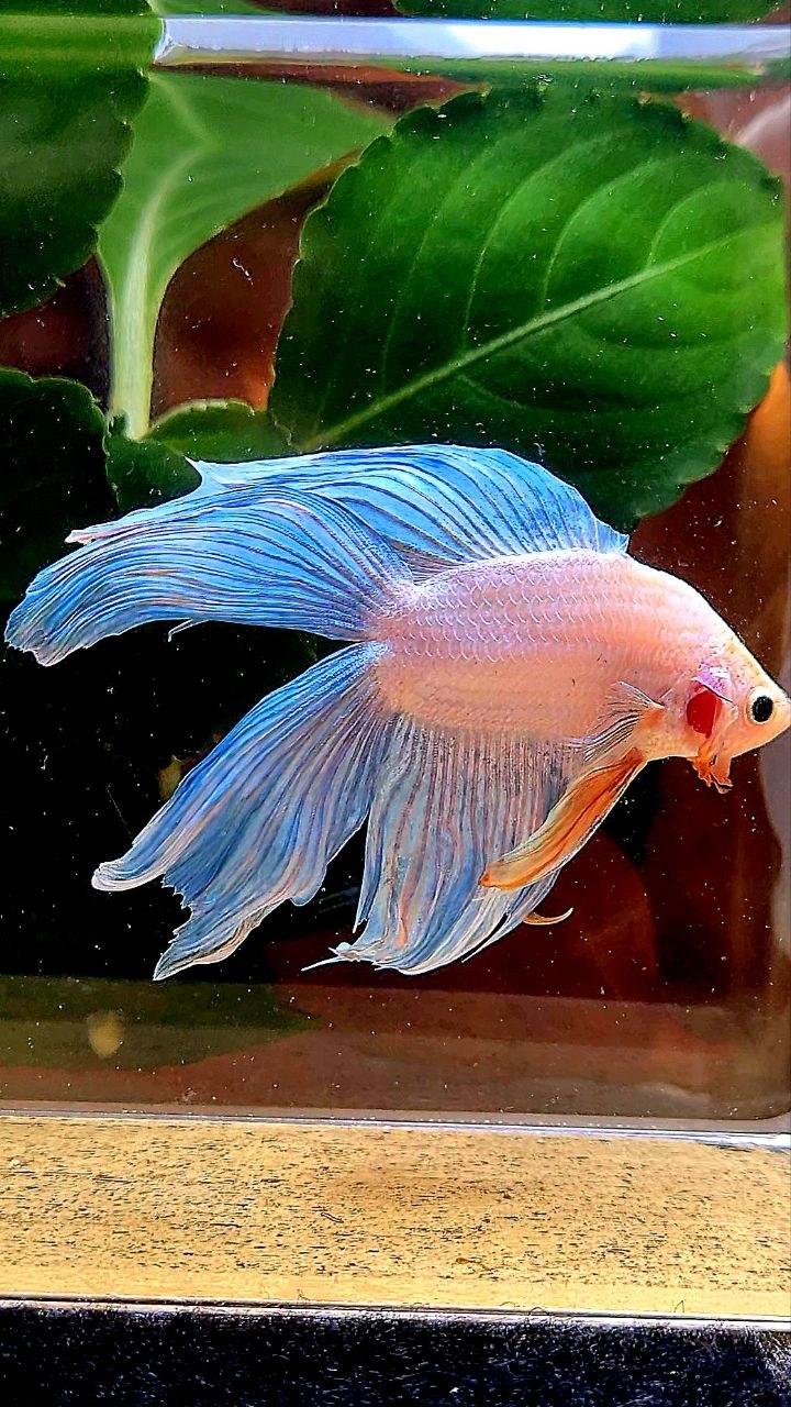 VEILTAIL DOUBLE TAIL BLUE GRIZZLE BETTA FISH