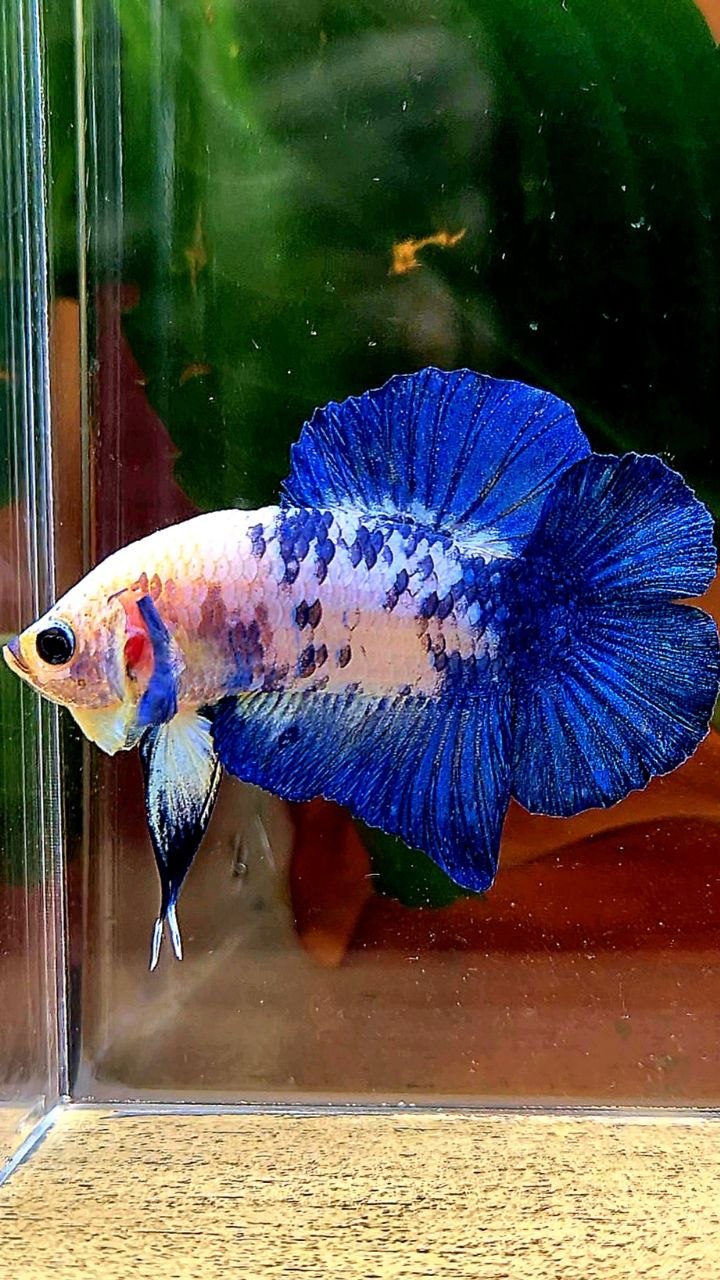 PLAKAT DOUBLE TAIL BLUE MARBLE DOTS BETTA FISH
