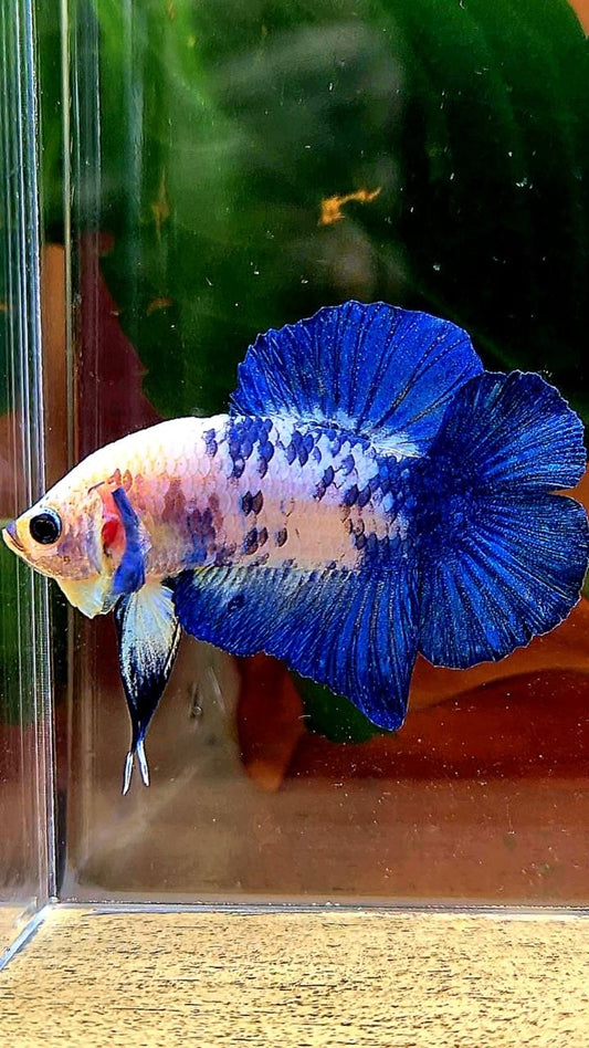 PLAKAT DOUBLE TAIL BLUE MARBLE DOTS BETTA FISH
