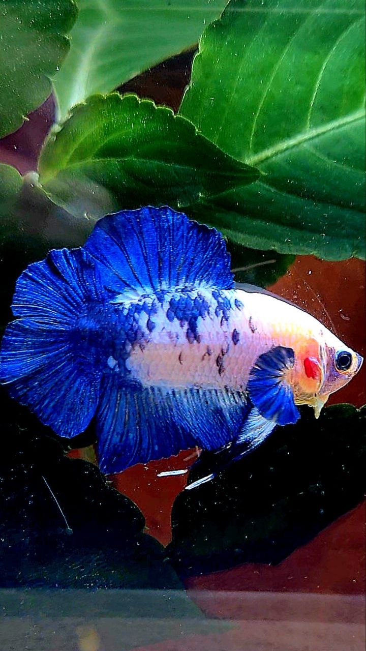 PLAKAT DOUBLE TAIL BLUE MARBLE DOTS BETTA FISH