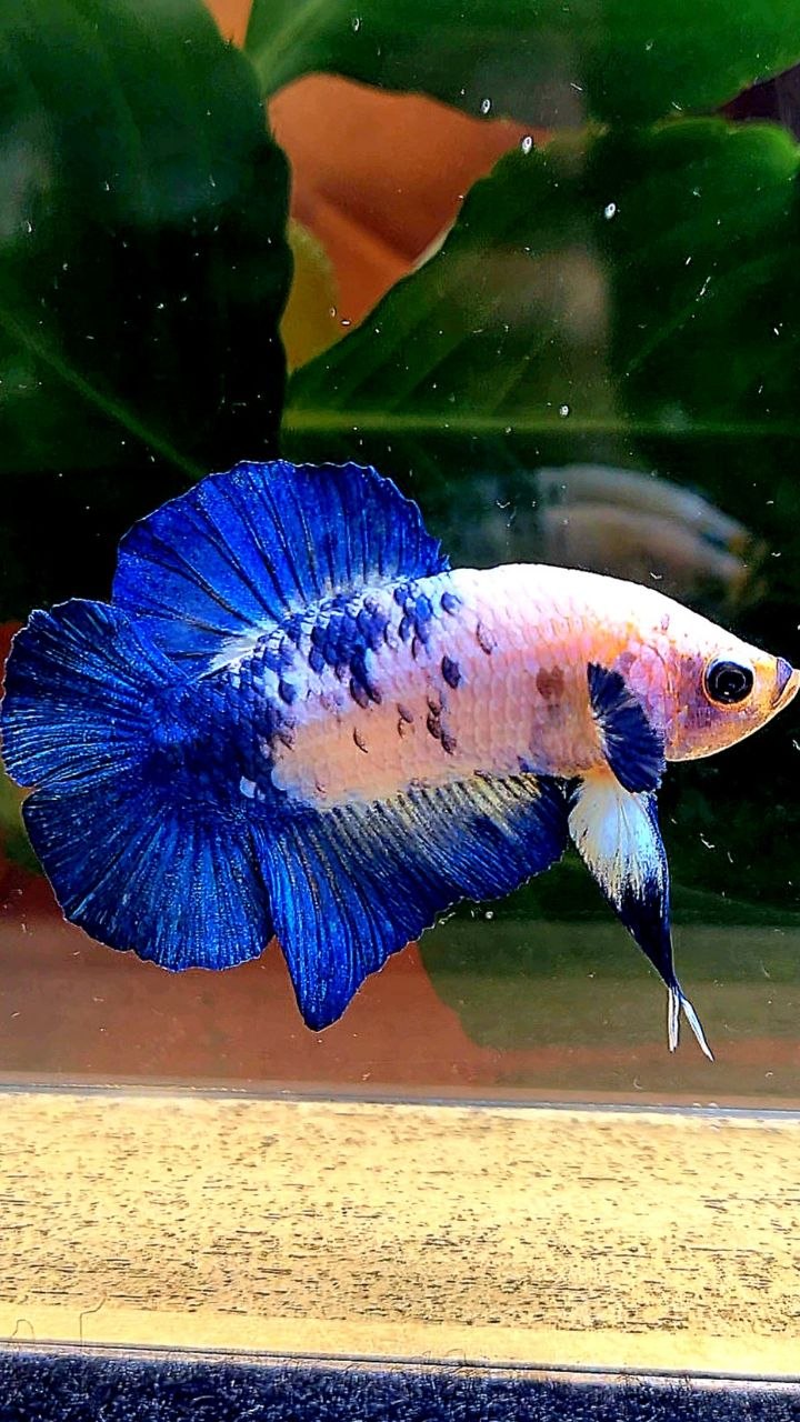 PLAKAT DOUBLE TAIL BLUE MARBLE DOTS BETTA FISH