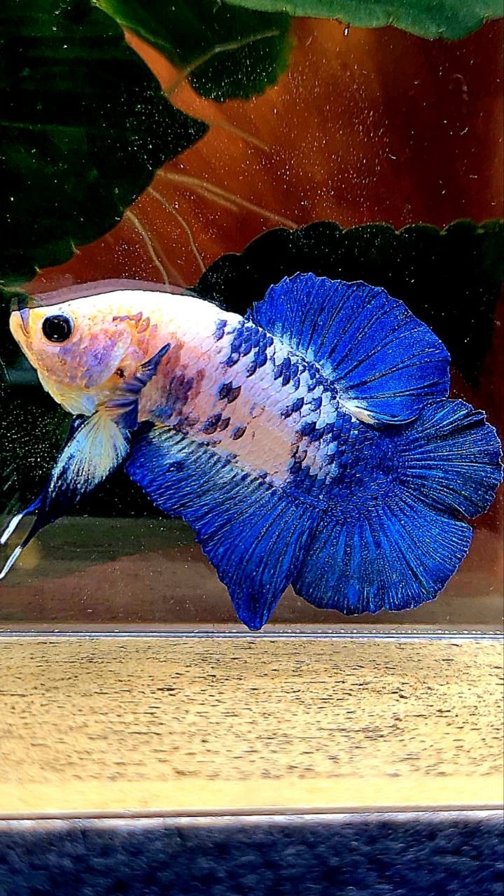 PLAKAT DOUBLE TAIL BLUE MARBLE DOTS BETTA FISH
