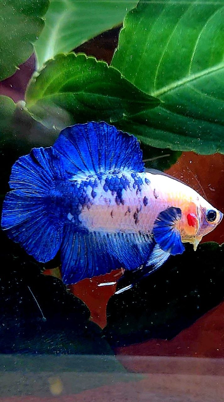 PLAKAT DOUBLE TAIL BLUE MARBLE DOTS BETTA FISH
