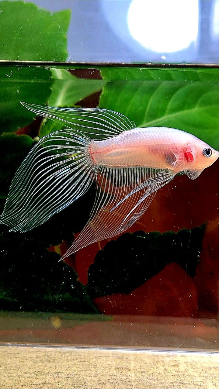 VEILTAIL TRANSPARENT CELLOPHANE BETTA FISH