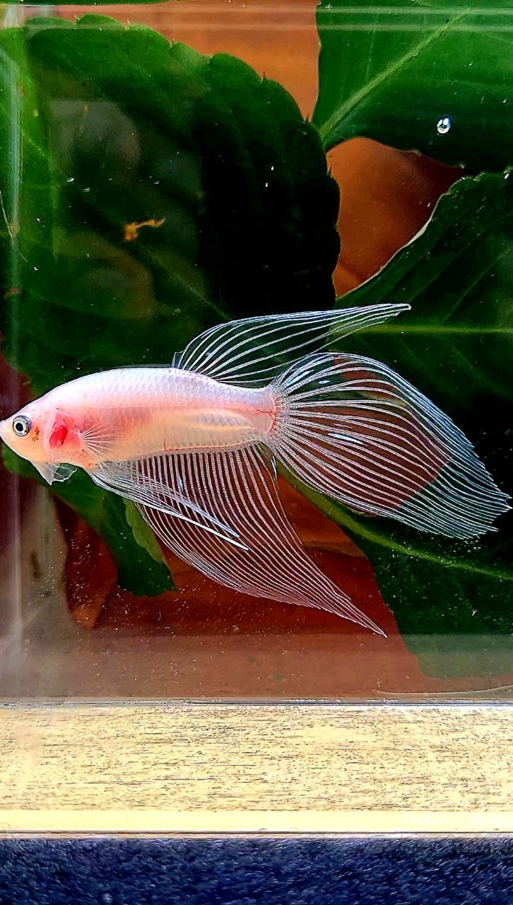 VEILTAIL TRANSPARENT CELLOPHANE BETTA FISH