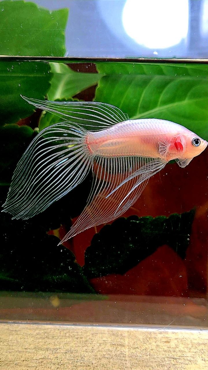VEILTAIL TRANSPARENT CELLOPHANE BETTA FISH