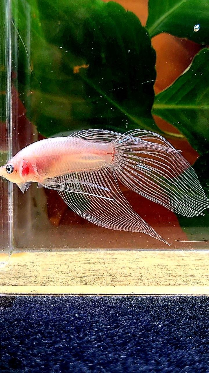 VEILTAIL TRANSPARENT CELLOPHANE BETTA FISH