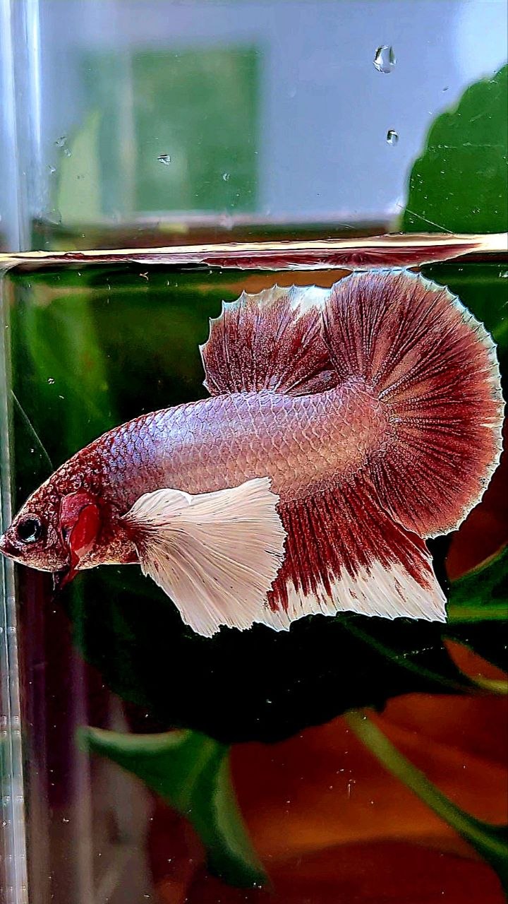 PLAKAT DUMBO EAR LAVENDER BETTA FISH