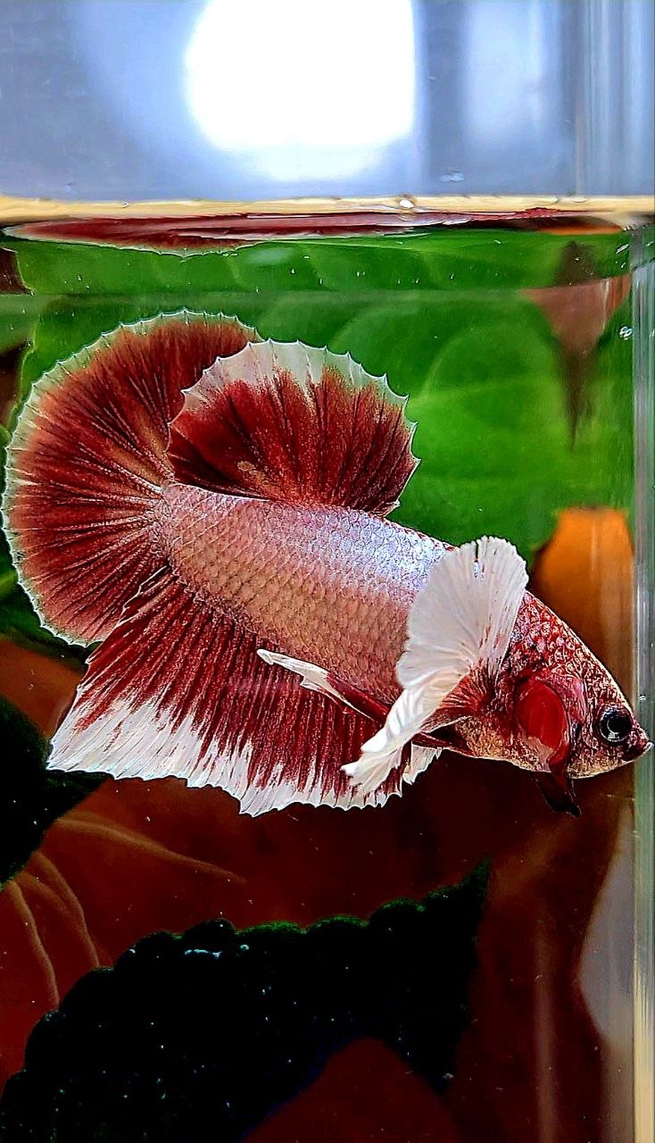 PLAKAT DUMBO EAR LAVENDER BETTA FISH