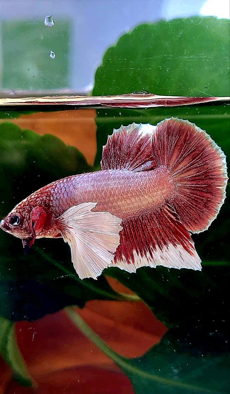 PLAKAT DUMBO EAR LAVENDER BETTA FISH