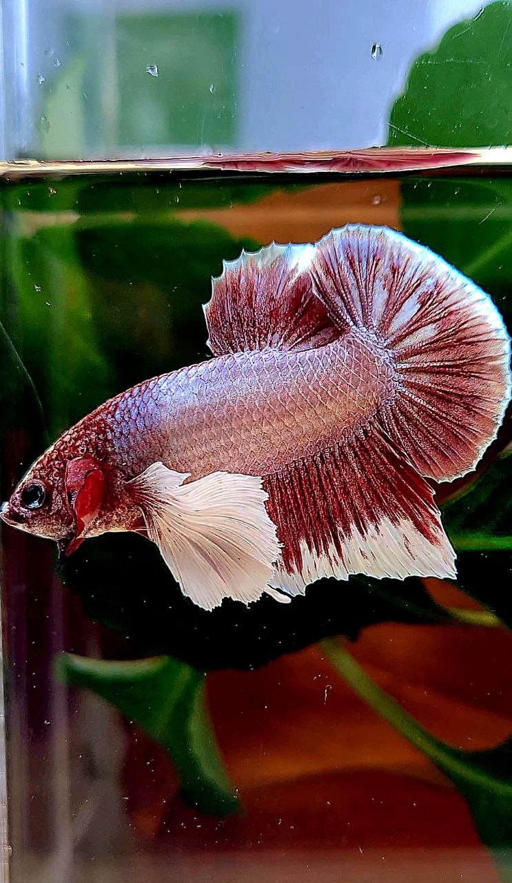 PLAKAT DUMBO EAR LAVENDER BETTA FISH