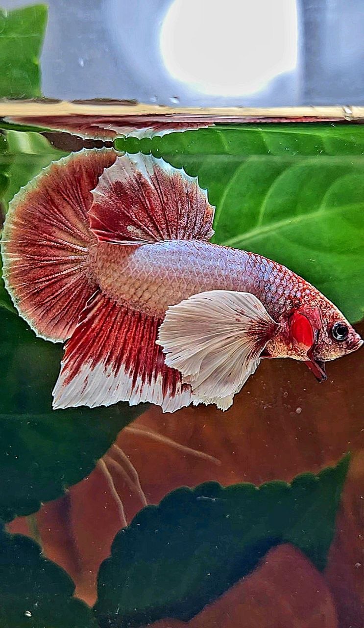 PLAKAT DUMBO EAR LAVENDER BETTA FISH