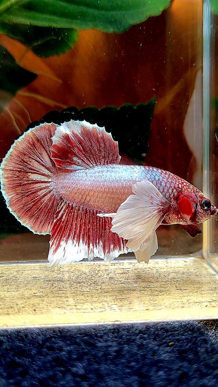 PLAKAT DUMBO EAR LAVENDER BETTA FISH